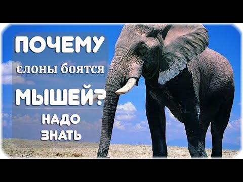 Почему слоны боятся мышей?