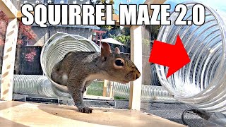 Backyard Squirrel Maze 2 0  The Walnut Heist