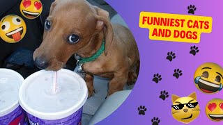 Funniest Cats and Dogs 🐱🐶 Funny Animals Videos 🤣