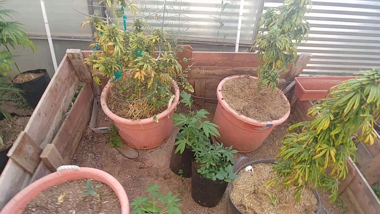 Finding spider mites on a marijuana plant.