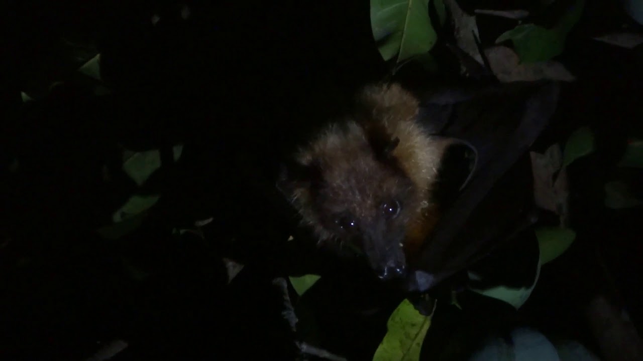Family of bats eating mango...! YouTube