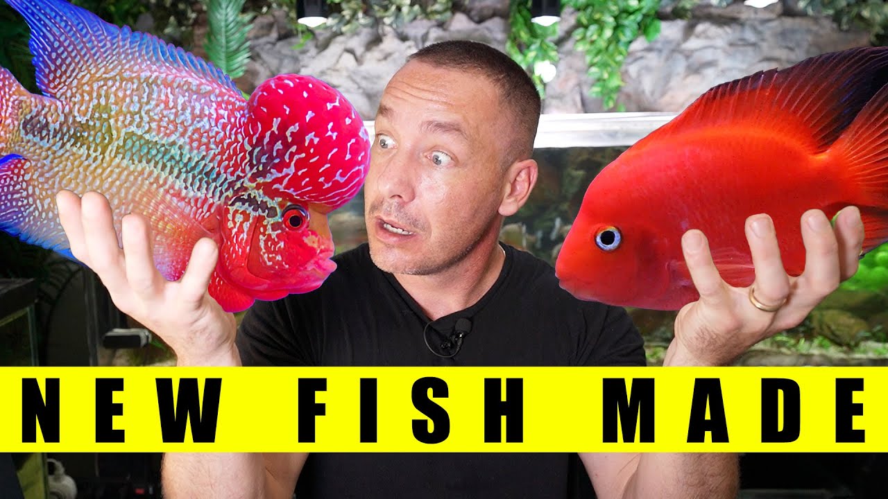 FINAL RESULTS! I crossed A FLOWERHORN with A KING KONG PARROT FISH! The king of DIY