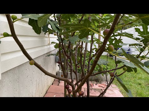 为什么一定要种无花果树 | Why you should plant a fig tree