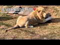 Великолепный КАЙ и другие львы. Safari park Taigan Crimea Russia