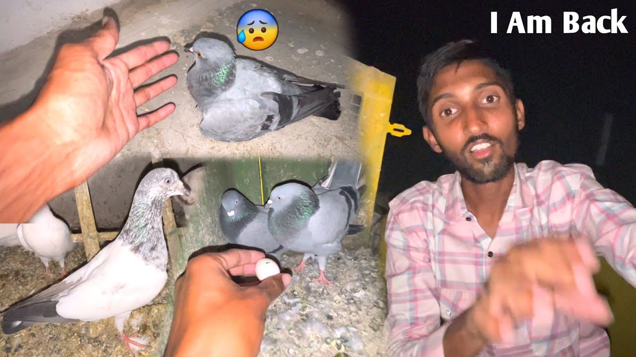 Junglee Kabootar Rescue Kiya😰