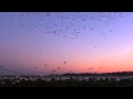 Snow Goose Hunting Eaglehead Outdoors- "1028"