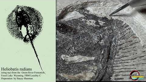 Fossil preparation of a stingray fossil