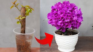 Unveiling the Secret to Stunning Bougainvillea Pots with Cuttings by DIY Garden World 22,020 views 4 months ago 8 minutes, 23 seconds
