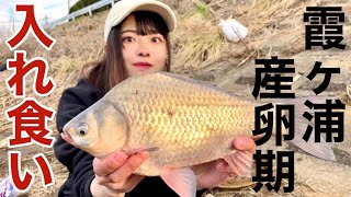 A huge catch of full-bellied crucian carp at the spawning point of