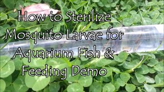 How To Sterilize Mosquito Larvae For Aquarium Fish & Feeding Demo