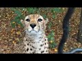 Знакомство с гепардами. Meet Cheetahs