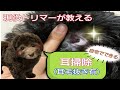 犬の耳掃除のやり方を現役トリマーが動画で解説♪耳毛抜きのやり方も♪