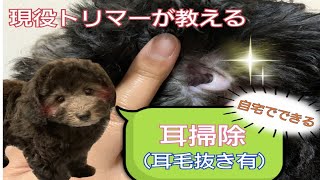 犬の耳掃除のやり方を現役トリマーが動画で解説♪耳毛抜きのやり方も♪