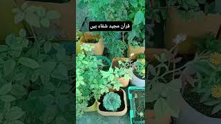 short video home garden plant 🌵🍉🌵💚💚🌵 vegetables 🥒🍆 home garden