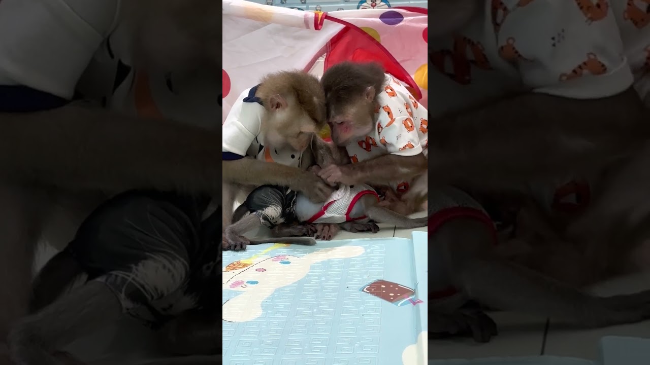 monkey Sam & Asher take care of baby bob perfectly 