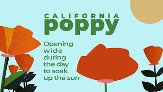 California Poppy