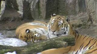 アムールトラ リングとアイ仲良く同居中~Pair of Amur Tiger