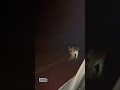 Tiger sighting in midnight on Wayanad road