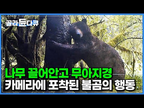 ‘나무 끌어안고 무아지경’ 카메라에 포착된 불곰의 행동┃알래스카 <strong>불곰</strong> 가족의 여름 나기┃자연 다큐┃다큐프라임┃#골라듄다큐