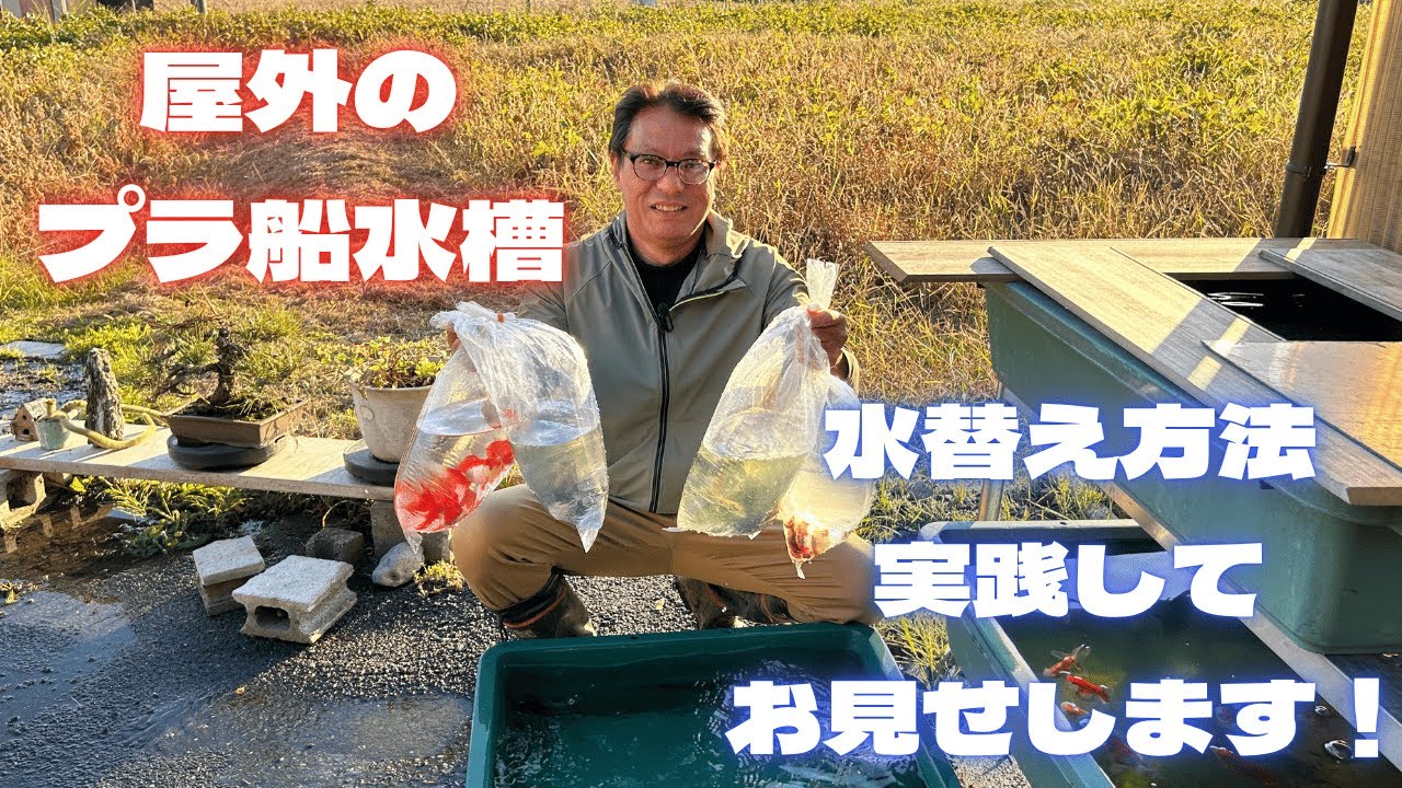 屋外のプラ船水槽、水替え方法を実践してお見せします！