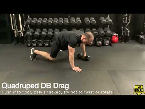 Quadruped DB Drag