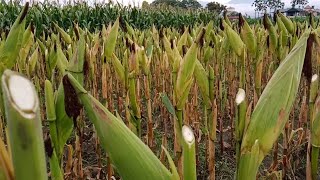  यस्तो एकनसको मकै कसरी फलाउने || मकैको अति सुन्दर ️ दृश्य || Maize Beautiful Farming in Nepal || 