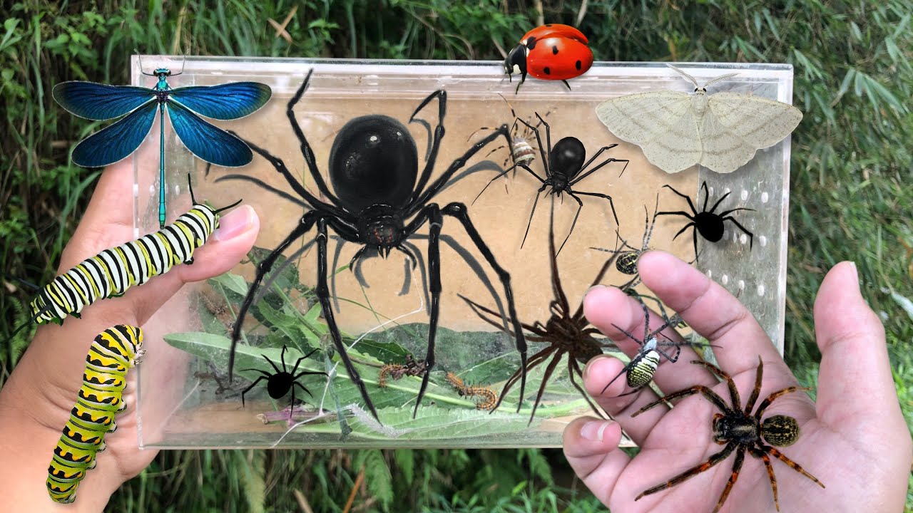 hunting insect and spider in the wild‼️catch weaver spider, strawberry ...