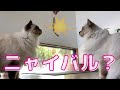 ウリとラフは【ニャイバル?】(バーマン猫)Birman/Cat