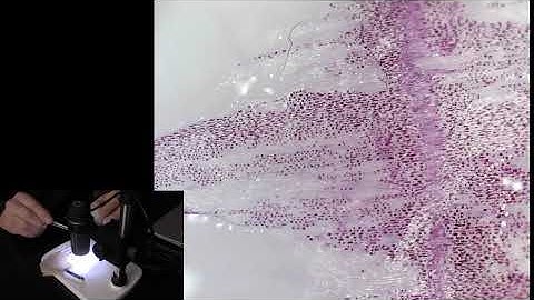 Red Onion Cell Diffusion with Distilled Water