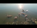 Family of swans 🦢 with cygnets near shore / Семья лебедей 🦢 с лебедятами обедают рядом с берегом