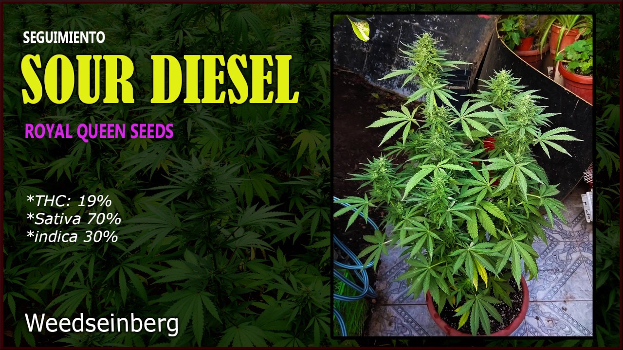 Sour Diesel  (seguimiento Parte 1)  
