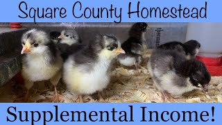 Our Chick process for making income by Square County Homestead 353 views 10 months ago 8 minutes, 36 seconds