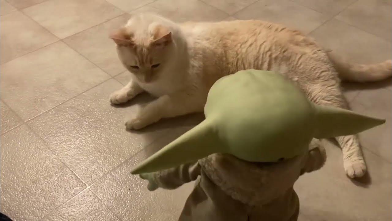 Testing out the remote control Grogu (aka) Baby Yoda and my cats. Circa January 2021 YouTube