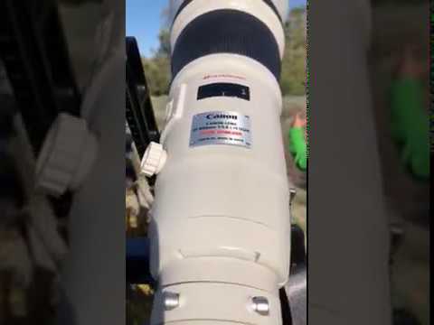 Canon 800mm on Sony A9 (part 2)