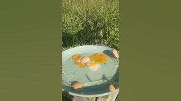 Egg Explosion in Slow Motion 03 #oddlysatisfying #breakfast #slowmo #slowmotion #asmr #explode