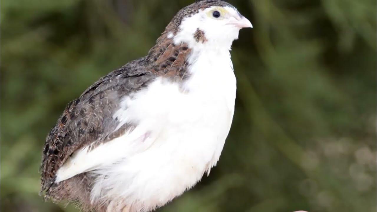 New Tuxedo Quail on the Farm! tuxedoquail YouTube