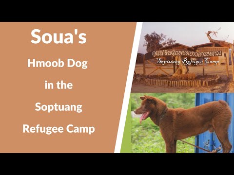 Soua&rsquo;s Hmong Dog in the Soptuang Refugee Camp