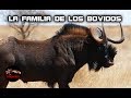El toro mas salvaje del mundo – BOVIDOS SALVAJES: Toros salvajes – Gacelas gigantes – Bufalo salvaje