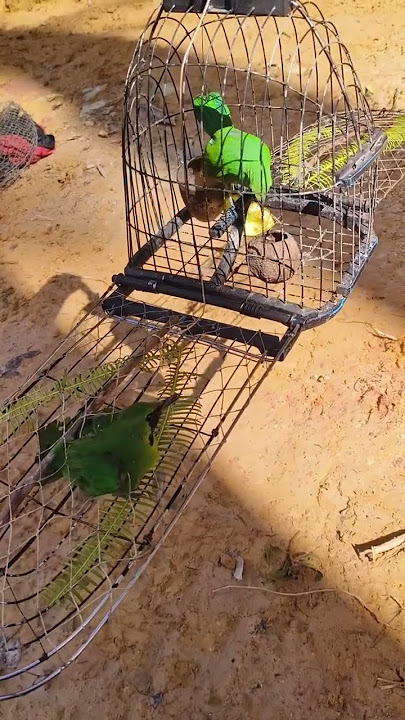 pikat burung cucak ijo
