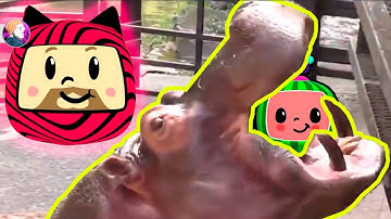 PewDiePie Cocomelon Intro (MEGA COMPILATION)