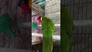 nuri dora #shorts #shortsvideo #nuri