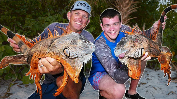 Hunting Giant Iguanas in Florida for the First Time!