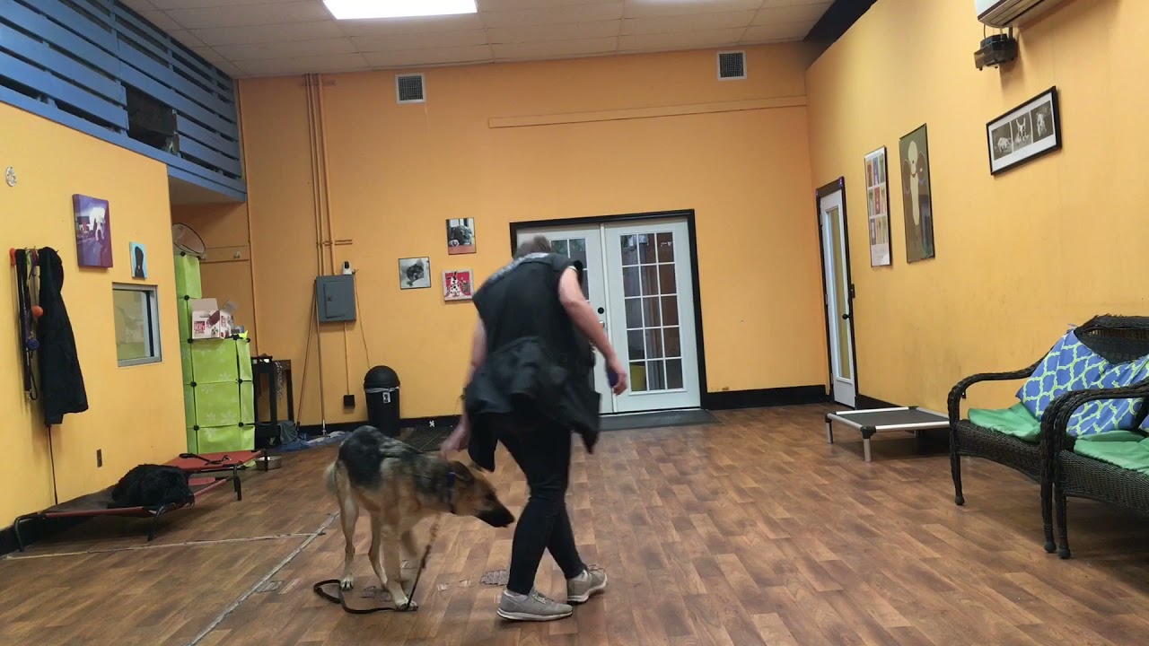 San Antonio Dog Training co. Hello 2nd week YouTube