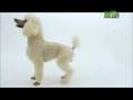 Dogs 101 - Poodle の動画、YouTube動画。