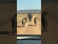 CactusMan!Time for Action #shorts#music#horror#animals#funny#ai