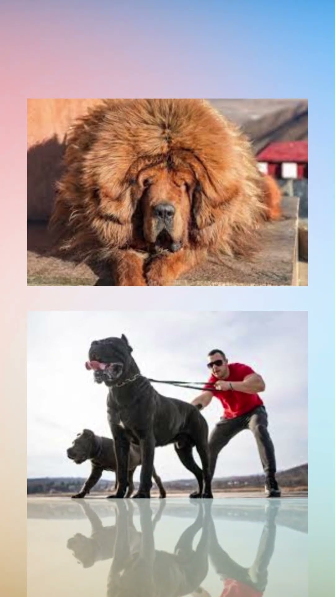 Top 10 strongest dog breeds #edit #facts #producer #astrology #army # ...