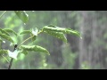 Som de chuva sem trovo para dormir e relaxar  sons relaxantes da natureza  sons de agua