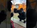 Ultimate Staredown Challenge  Human vs Silverback Gorila #amazinganimals #gorilla #silverbackgorilla