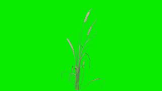 HD GREEN SCREEN EFFECTS: rumput ilalang !