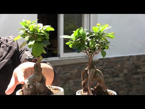 Video: Ginseng Ficus Bonsai Care – Cultivo de Ginseng Ficus como un árbol Bonsai